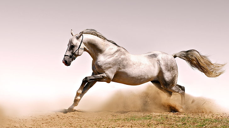 white horse, dust, grass, jump, animal, stallion, outdoors, nature, HD wallpaper