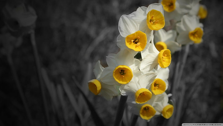 daffodils, flowers, selective coloring, plants, white flowers, HD wallpaper