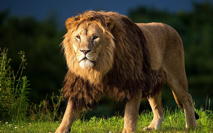 HD wallpaper: Animals close-up, lion, mane, predator, grass, male lion |  Wallpaper Flare