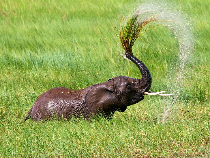 Tanzania, Africa, grass, elephant shower, HD wallpaper