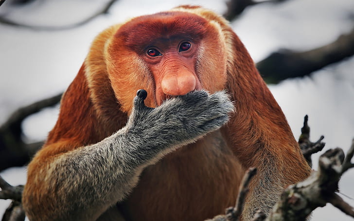 Proboscis Monkey Primate Or A Monkey With Borneo’s Long Nose On Island In Southeast Asia Known As Beccan In Indonesia Photo 2560×1600, HD wallpaper