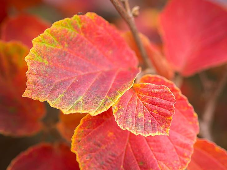 close up selective focus photography of red leaf plant, Autumn leaves, HD wallpaper
