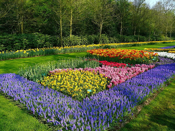 purple lavender field, muscari, tulips, flower, flowerbed, park, HD wallpaper