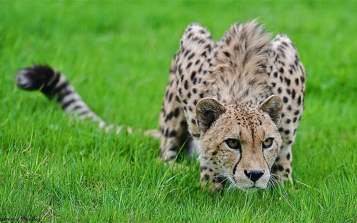 brown leopard, cheetah, grass, hunting, pose, lurk, spotted, wildlife