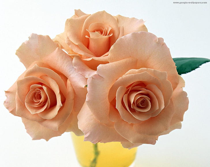 roses for my friend caramelie 3 beautiful glass vase Pink still life HD, three pink roses, HD wallpaper