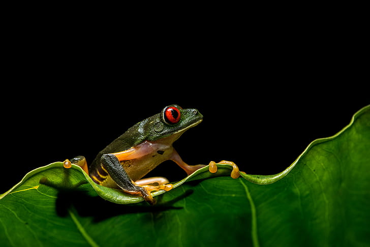 Frogs, Red Eyed Tree Frog, Amphibian, Green, HD wallpaper