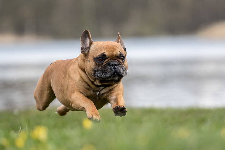 dog, running, flying french bulldog