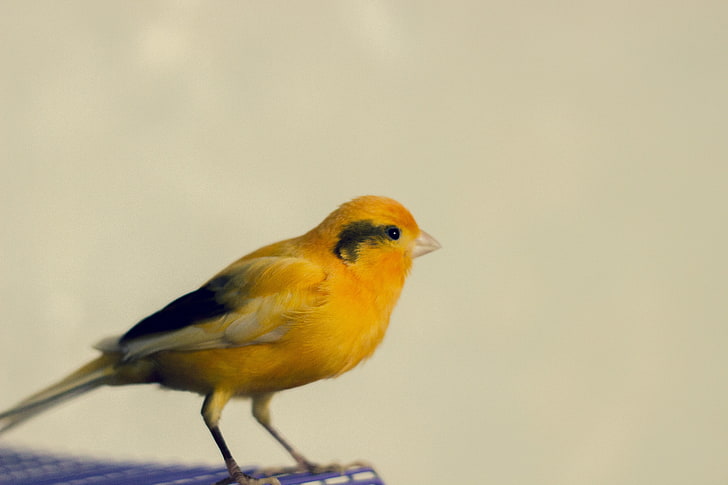 photography, canary, animals, birds, yellow, macro, simple, HD wallpaper