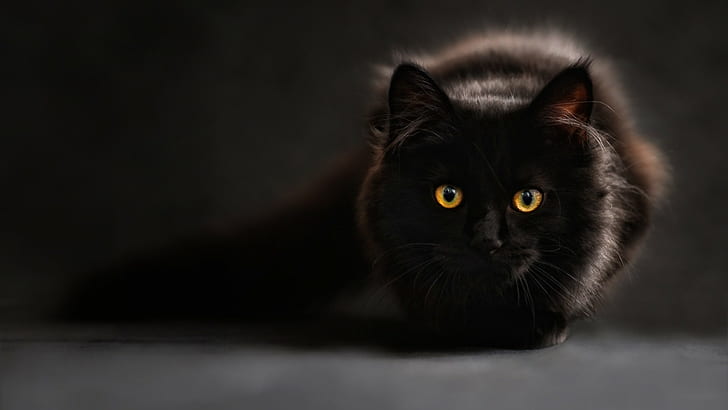 black cats, animals, cat eyes, HD wallpaper