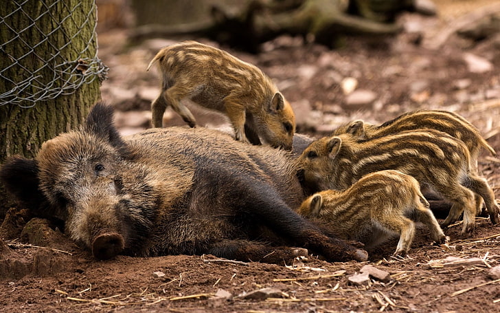 brown-and-white wild boar, young, has, care, timber, pig, animal