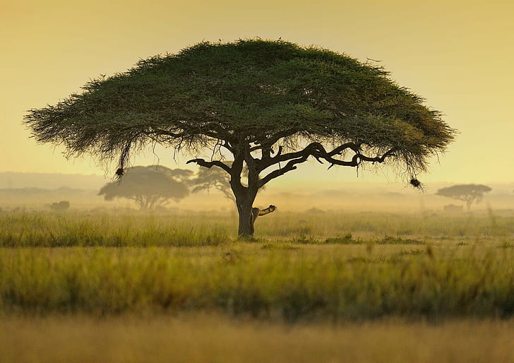 Umrella acacia treee, s, Nature s Hyd