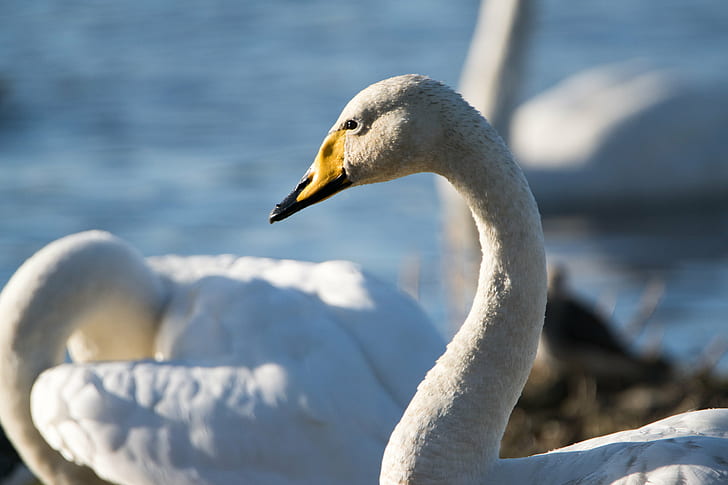 close up photo of three white swans on body of water, whooper swan, martin mere, whooper swan, martin mere