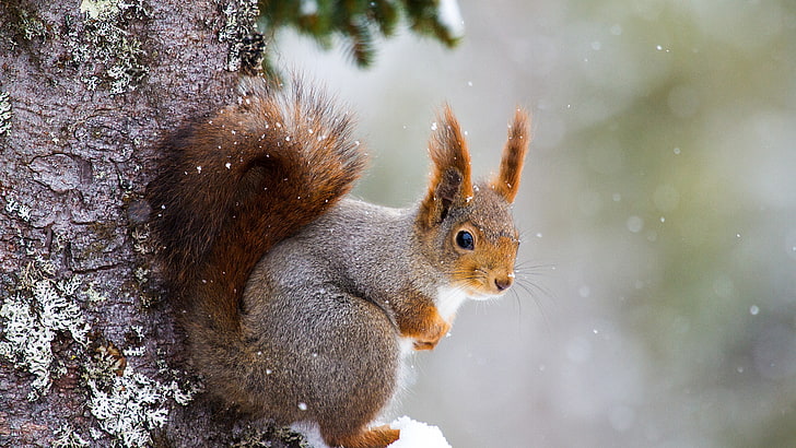 black and brown squire ll, squirrel, cute animals, winter, 5k