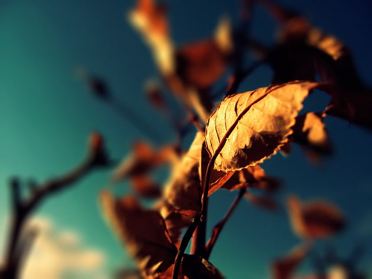 brown dried leaf, close-up photo of brown leaf, macro, depth of field, HD wallpaper