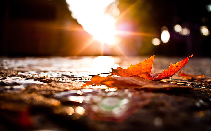 red dried leaf, sunlight over maple leaf on pavement, fall, nature