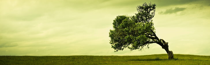 green trees, landscape, multiple display, nature, plant, environment, HD wallpaper