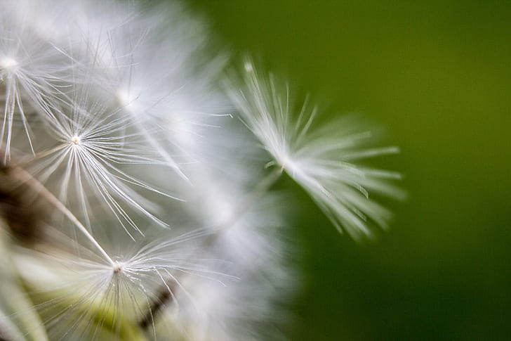 selective focus photo of dandelion, goodbye, nature, seed, plant, HD wallpaper
