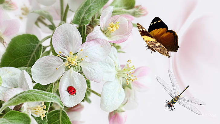 Apple flowers and small insects, white flowers; brown and black butterfly; yellow-black dragonfly; ladybug, HD wallpaper