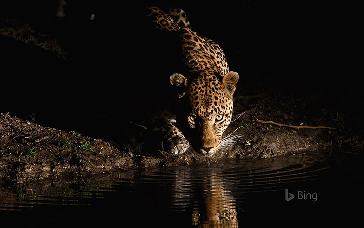 South African Leopard-2016 Bing Desktop Wallpaper, one animal, HD wallpaper