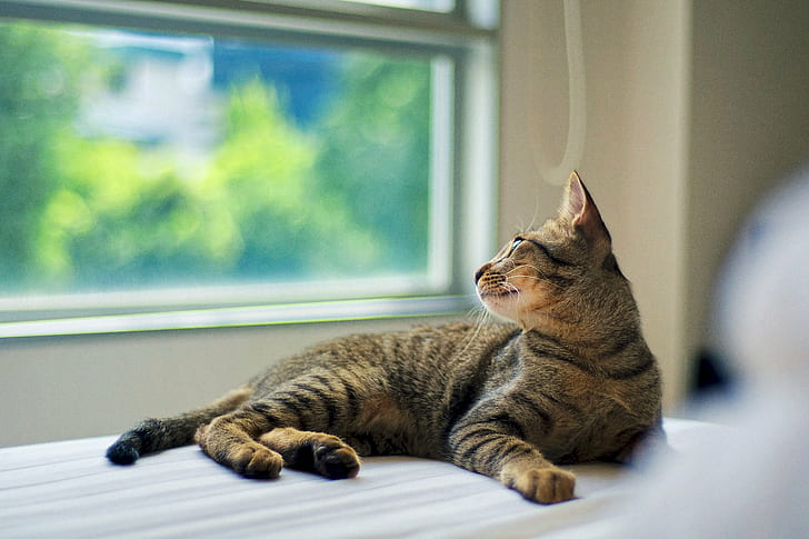 grey Tabby cat lying near window, Lazy Afternoon, Bokeh, cat  man, HD wallpaper