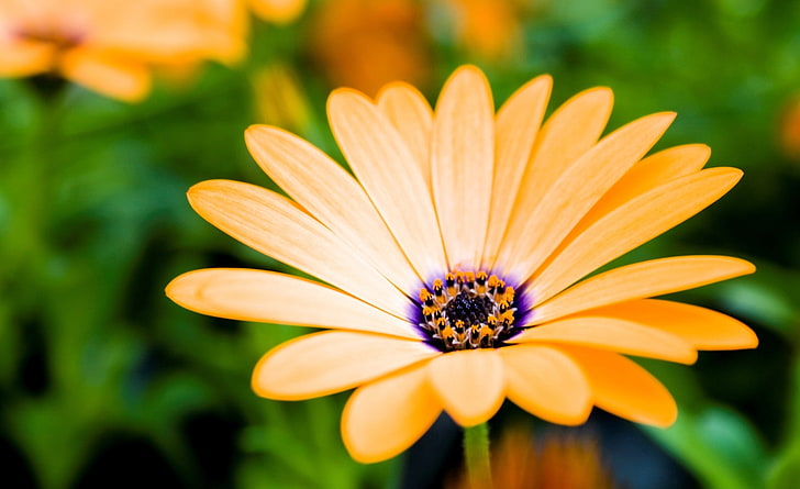 Orange Cape Daisy Flower, yellow and purple flower, Nature, Flowers, HD wallpaper
