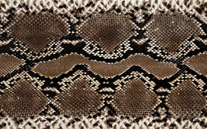 brown snakeskin, leather, colors, texture, pattern, textile, backgrounds, HD wallpaper