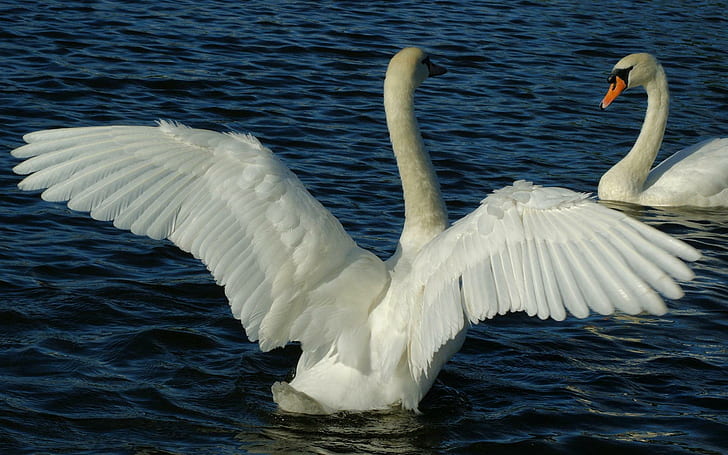 Summer Love, water, plumage, birds, white swans, wings, pond
