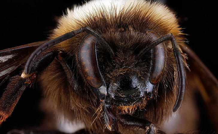 Bombus Occidentalis, the Western Bumblebee, Animals, Insects