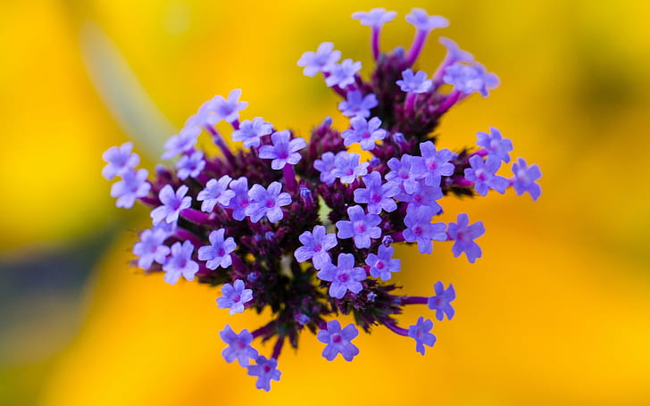 Flowers, purple inflorescence, yellow background