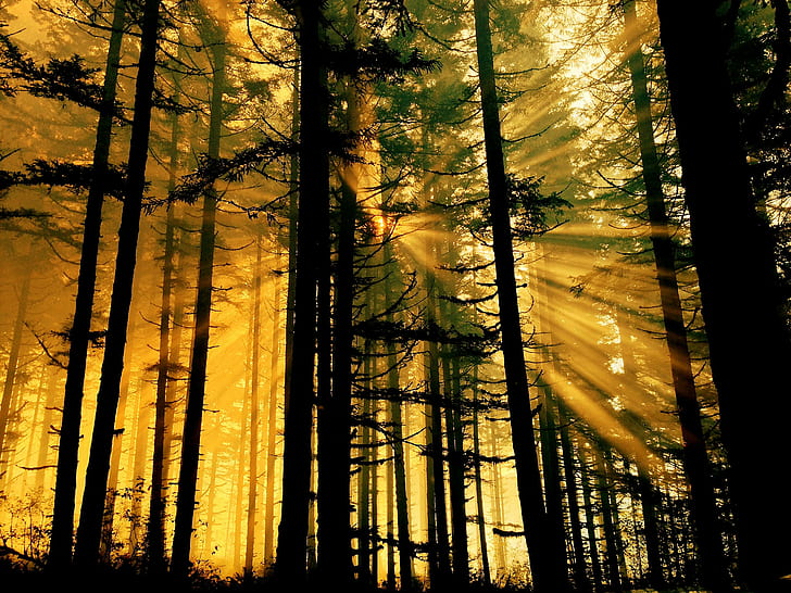 silhouette of trees, afternoon, sunlight, Oregon Department of Forestry, HD wallpaper