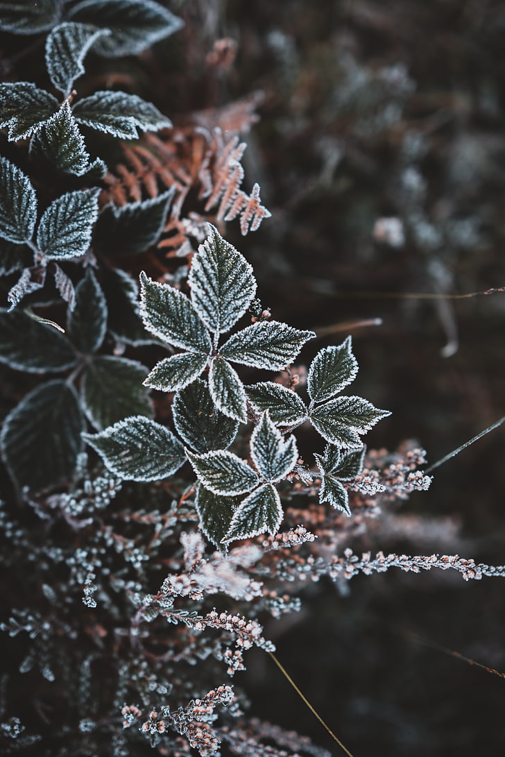 leaves, hoarfrost, snow, autumn, carved, winter, cold temperature, HD wallpaper