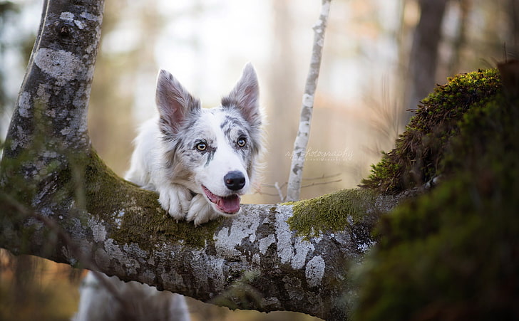 dog, animals, trees, nature, one animal, animal themes, canine, HD wallpaper