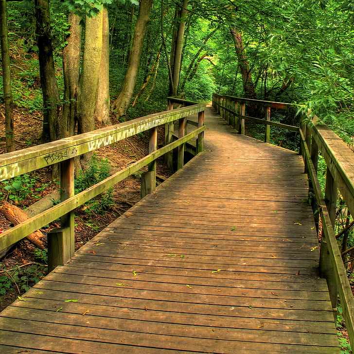 empty wooden footbridge in the middle of woods, toronto, toronto