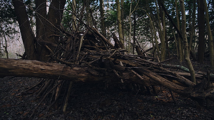 fort, sticks, forest, tree, plant, land, tree trunk, tranquility, HD wallpaper