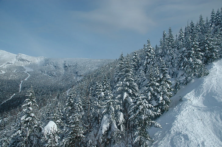 winter, forest, snow, trees, mountains, ate, Vermont, Mount Mansfield
