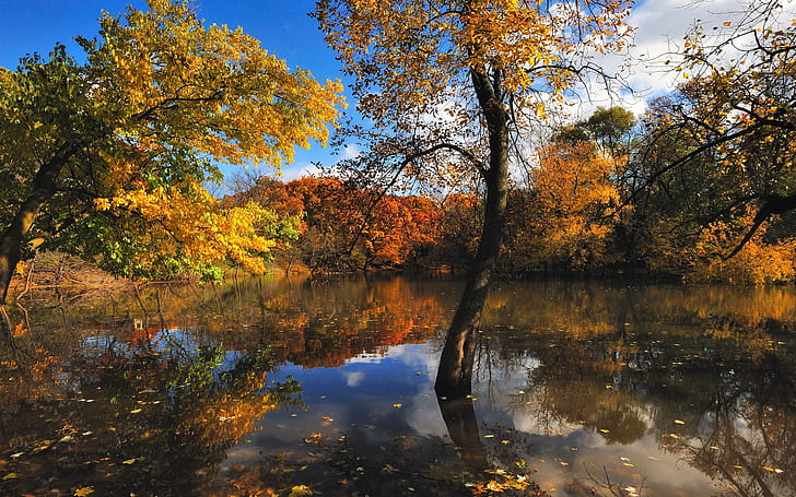 Nature autumn trees lake, HD wallpaper