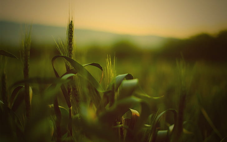 wheat, spikelets, nature, depth of field, macro, plants