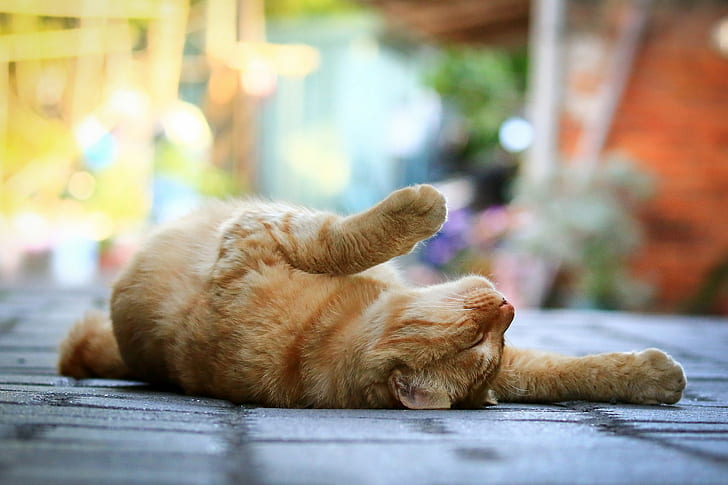 Cat, legs, lying, orange tabby cat, street, bokeh, sidewalk, red, HD wallpaper