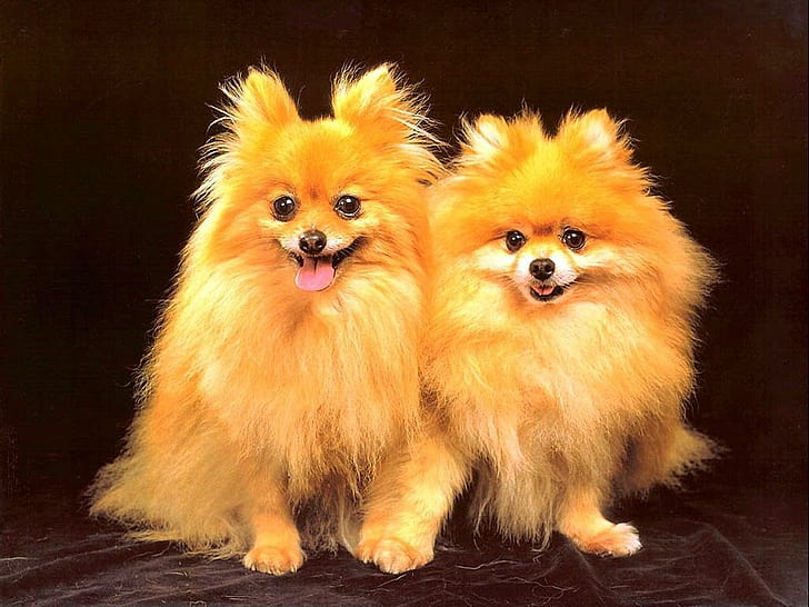 Animals, Dogs, Hairy, Lovely, Yellow Fur, two tan pomeranians, HD wallpaper
