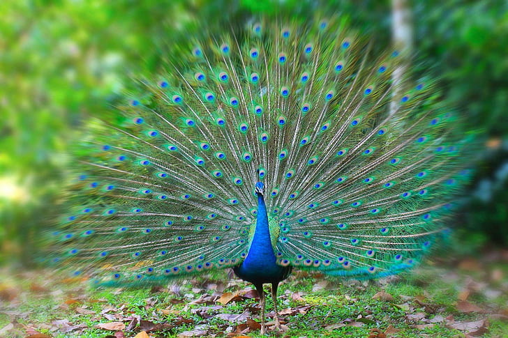 HD wallpaper: 7, bird, Colorful, peacock | Wallpaper Flare