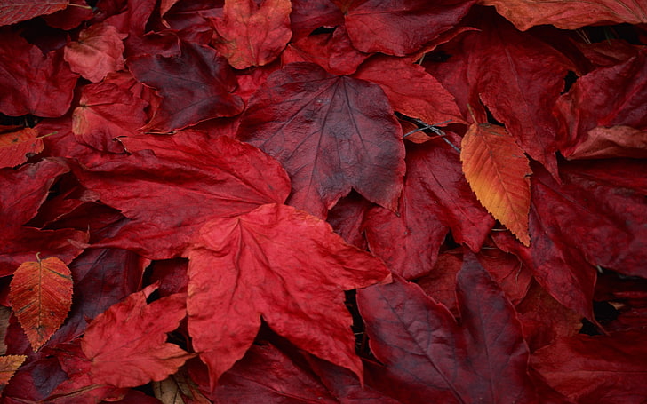 red maple leaves, fall, plant part, leaf, autumn, full frame, HD wallpaper