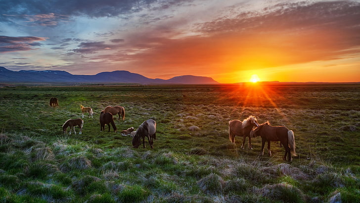 wild horses, sunset, field, meadow
