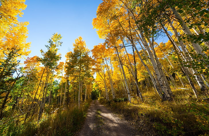 Explore the World, Seasons, Autumn, Nature, Yellow, Trees, Road, HD wallpaper