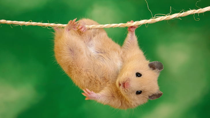 Small pet rat on a rope, brown chinchilla