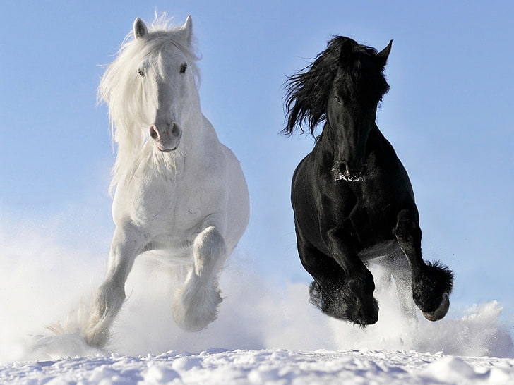 nature, horse, snow, black, cyan, clear sky, white, animal, HD wallpaper