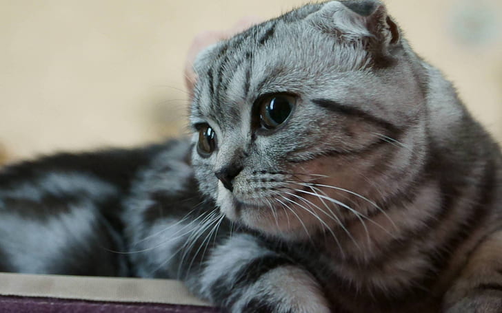 Scottish Fold Kitty, scottish fold cat, cute, little, HD wallpaper