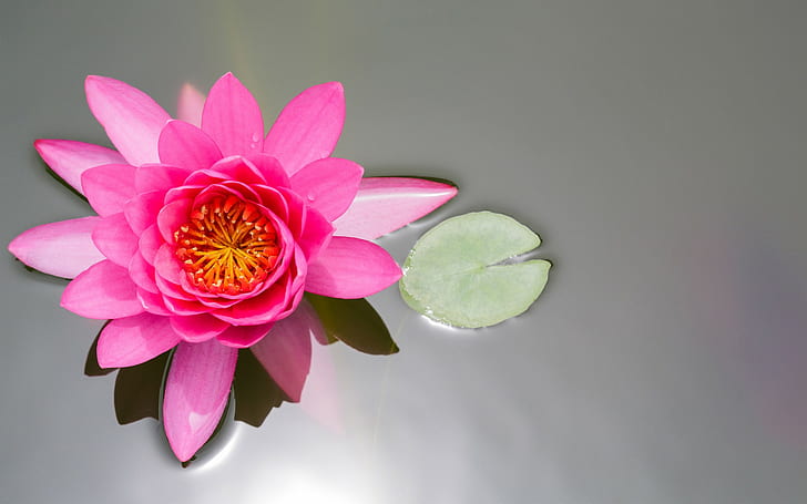 Leaf lily top view, pink water lily, branches, lotus, pond, HD wallpaper