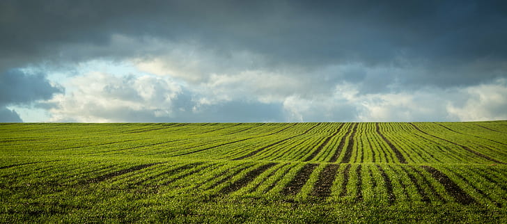 crop field under grey cloudy sky, New life, food  crop, agriculture, HD wallpaper