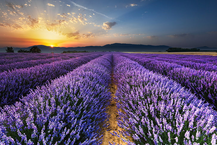 lavender flower field wallpaper, flowers, horizon, purple, nature, HD wallpaper