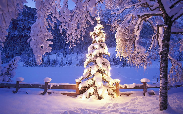 Christmas Christmas tree Snowy Christmas Tree Abstract Photography HD Art